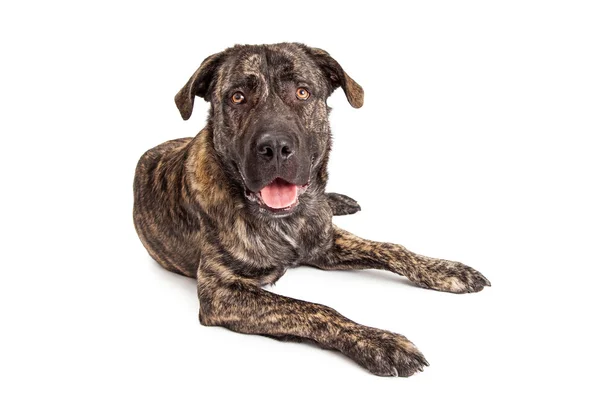 Cão cachorrinho raça gigante — Fotografia de Stock