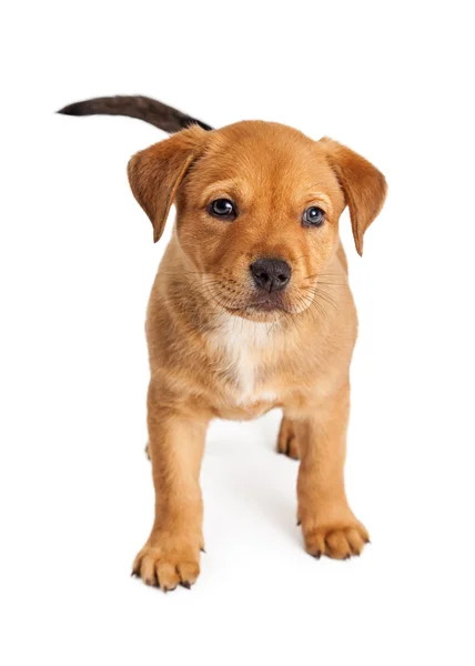 Leuke kruising Puppy staande — Stockfoto