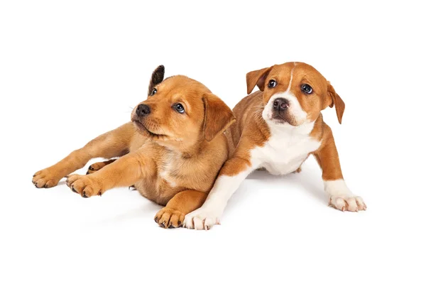 Twee geschrokken Puppies — Stockfoto