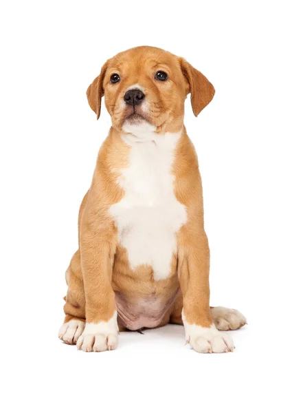 Cute Little Crossbreed Puppy — Stock Photo, Image