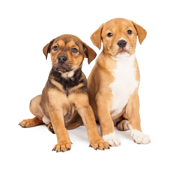 Dois cachorros mestiços bonitos — Fotografia de Stock