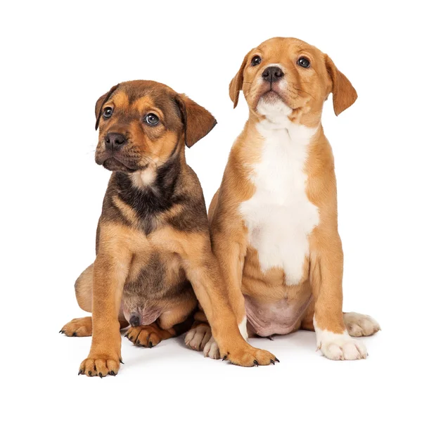 Dois adoráveis cachorros mestiços — Fotografia de Stock