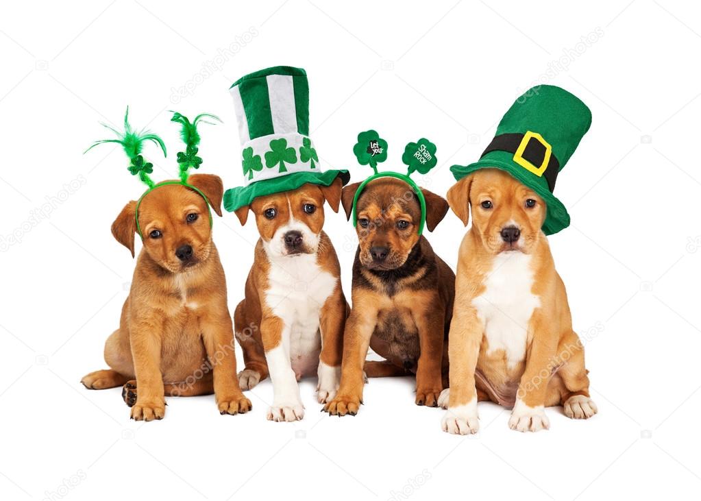 Puppies wearing St Patrick's hats