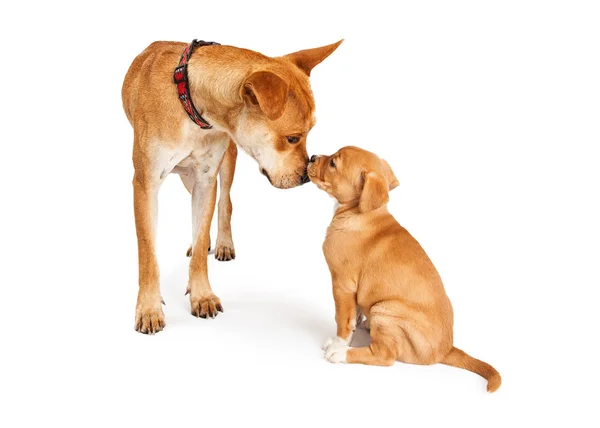 母犬と子犬 — ストック写真
