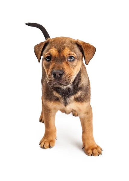 Cachorro de mistura de pastor adorável — Fotografia de Stock