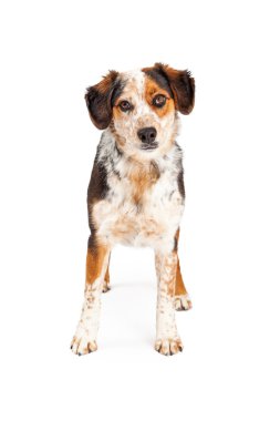 Aussie köpek dört gözle
