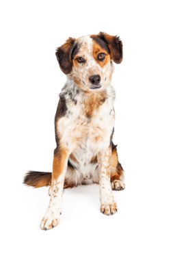 Avustralyalı çoban azman köpek