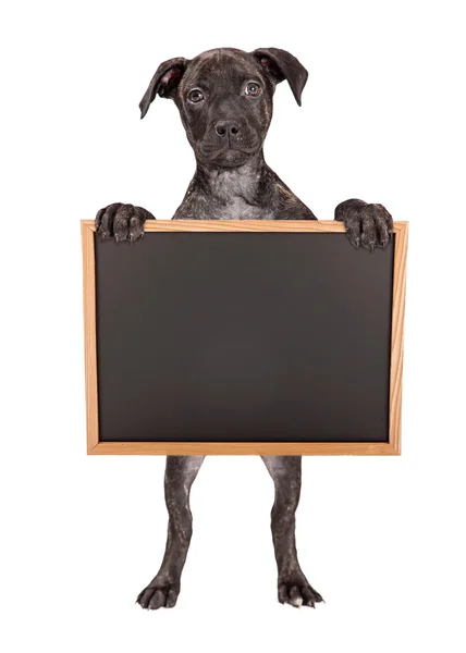 Brindle filhote de cachorro segurando Chalkboard em branco — Fotografia de Stock