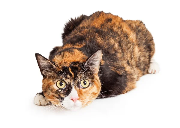 Kíváncsi Calico macska megállapításáról — Stock Fotó