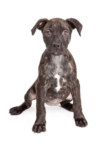 Filhote de cachorro bonito Brindle — Fotografia de Stock