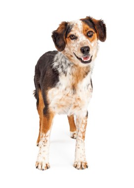 Avustralya çoban köpeği