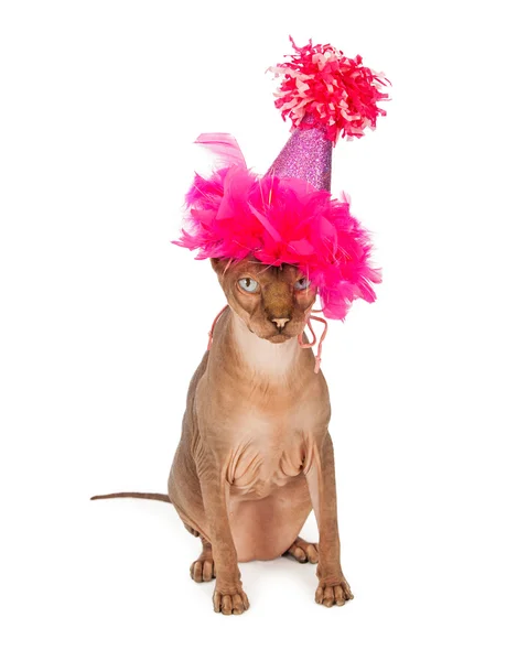 Gato vestindo chapéu de aniversário — Fotografia de Stock