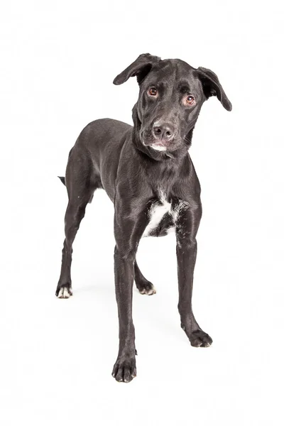 Labrador Crossbreed Dog Standing — Stock Photo, Image