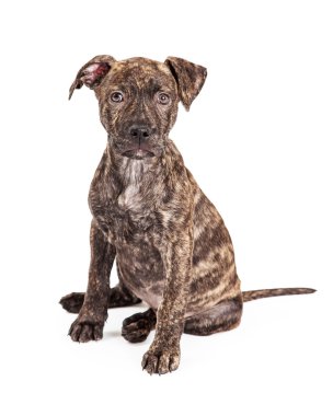 Brindle büyük doğurmak köpek yavrusu