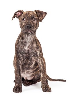 Brindle Crossbreed Puppy clipart