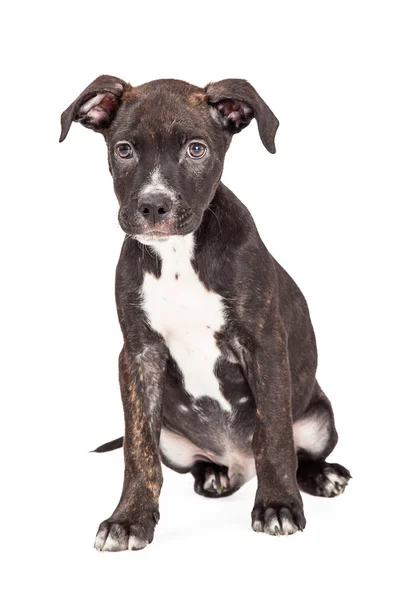 Staffordshire bull terrier yavrusu — Stok fotoğraf