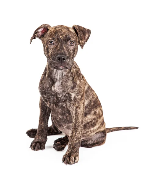 Brindle Large Breed Puppy Dog — Stock Photo, Image