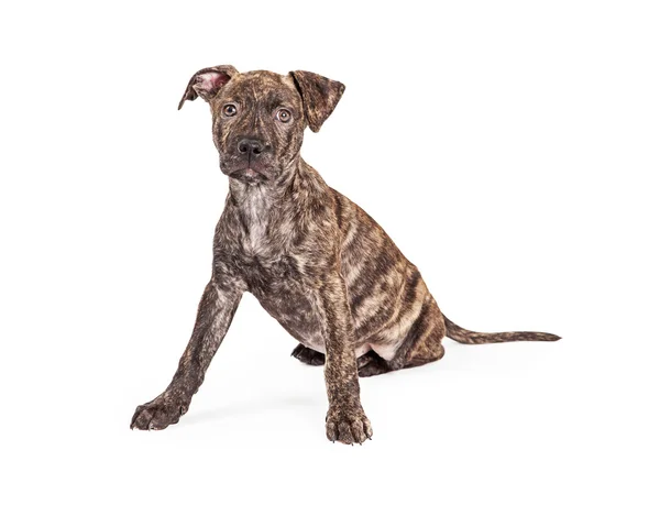 Cute Brindle Puppy Dog — Stock Photo, Image