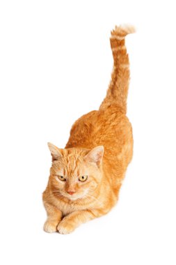 Turuncu kedi kuyruğu ile