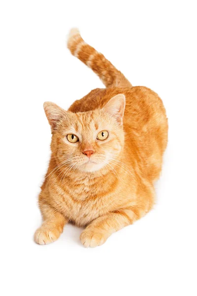 Orange gestreifte Katze — Stockfoto