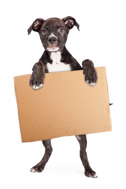 Boş karton işareti tutarak köpek yavrusu
