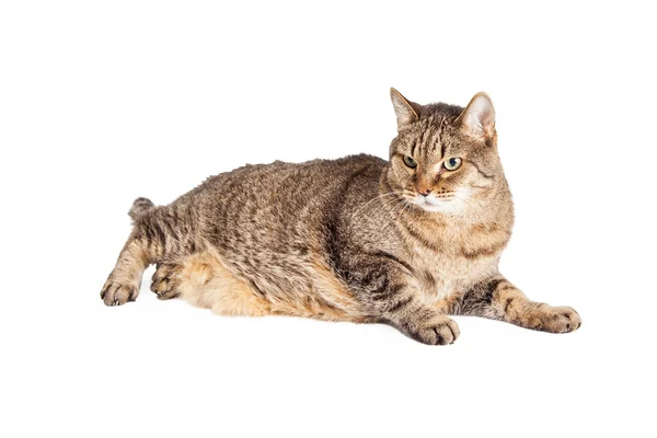 Sobrepeso misto raça tabby gato — Fotografia de Stock