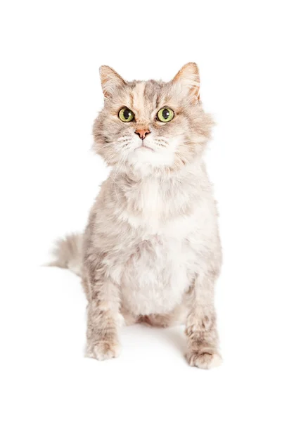 Pretty Light Color Domestic Cat — Stock Photo, Image