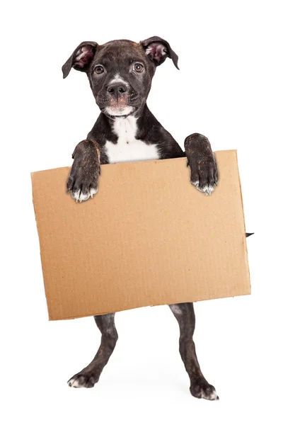 Puppy Holding Blank Cardboard Sign — Stock Photo, Image