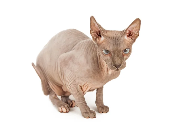 Zabawny bezwłosych Sphynx Cat — Zdjęcie stockowe