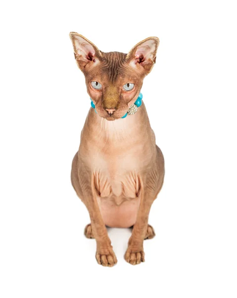 Sin pelo esfinge gato usando collar —  Fotos de Stock