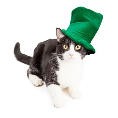 St Patricks Günü şapkalı kedi