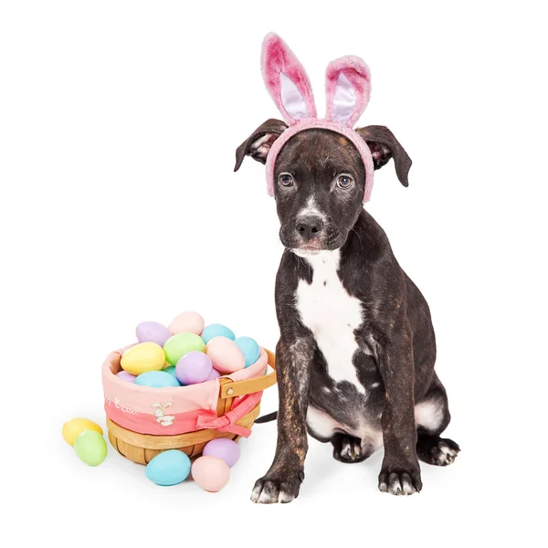 Valp med Easter Bunny öron — Stockfoto