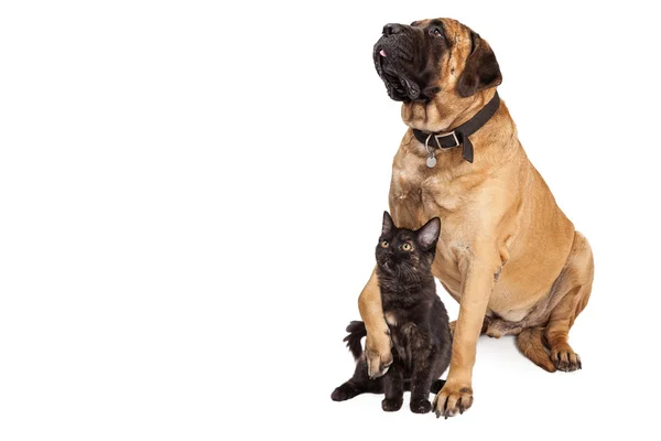 Grande cão segurando gatinho — Fotografia de Stock