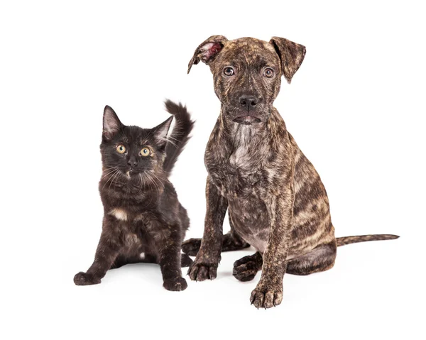 Lindo Brindle cachorro y gatito —  Fotos de Stock