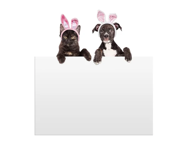 Gatito de Pascua y cachorro —  Fotos de Stock