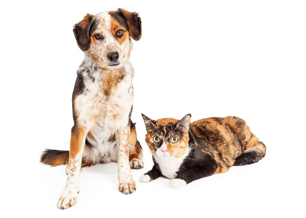 Merle hund och Kalikå katt — Stockfoto