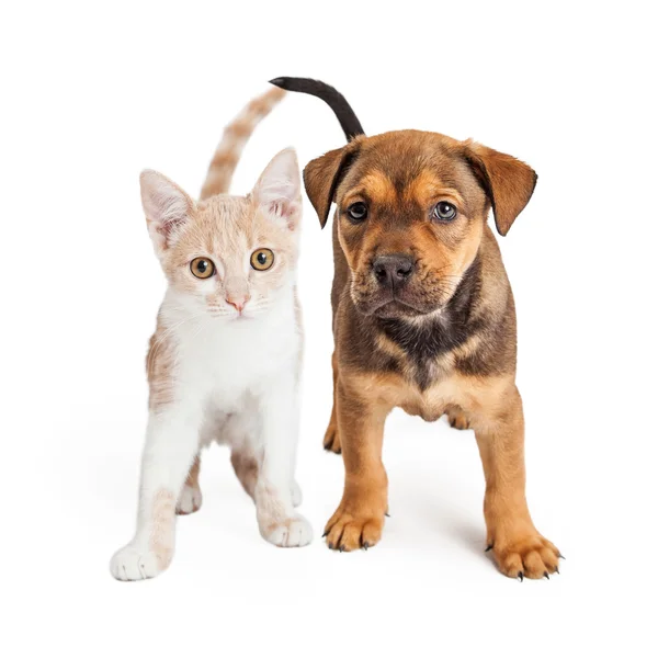Köpek ve kedi birlikte ayakta — Stok fotoğraf
