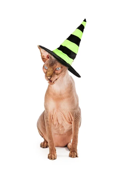 Gato asustadizo usando sombrero de bruja — Foto de Stock