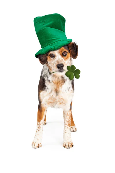 St Patricks Dog Holding Clover — Stock Photo, Image