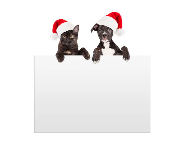 Christmas Puppy and Kitten — Stock Image Christmas Puppy and Kitten Royalty Free Stock Images