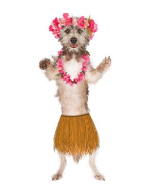 Dog Hula Dancer clipart