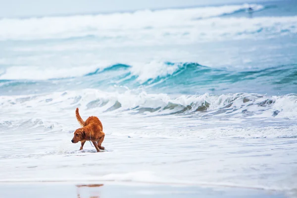 Dog Playing In Ocean — Stock Photo, Image
