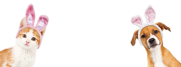 Yavru kedi ve yavru tavşan kulakları giyiyor