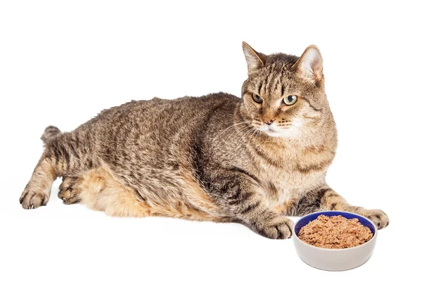 Gato com excesso de peso com tigela de comida — Fotografia de Stock