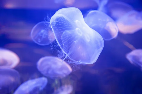 Meduzy w błękitnej wodzie — Zdjęcie stockowe