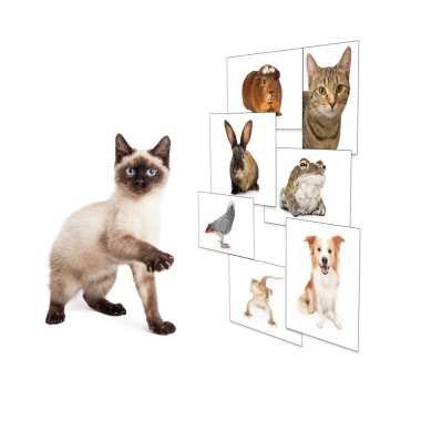 Kedi kaydırma evcil hayvan fotoğraf duvar