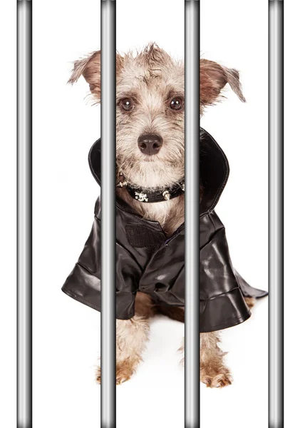 Bad Dog za mřížemi — Stock fotografie