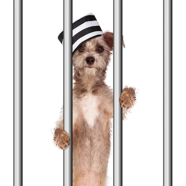 Perro malo prisionero en la cárcel — Foto de Stock