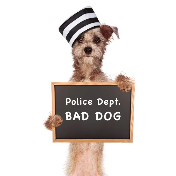 Kötü köpek mahkum — Stok fotoğraf