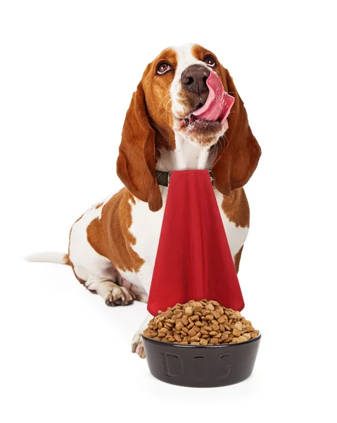 Perro hambriento con tazón de comida — Foto de Stock